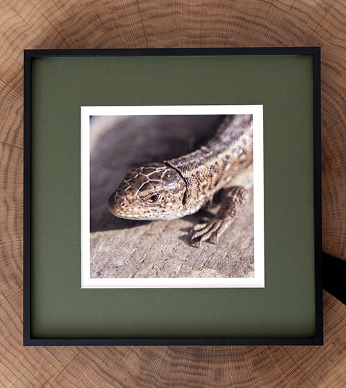 Lizard framed in a green passepartout with a black frame lying on a wooden surface